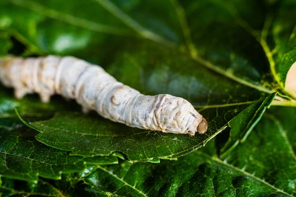 26/25 🌿  Nature’s Secret Weapon Against Climate Change - A Triangle Of Silk, Silkworm, And Mulberry